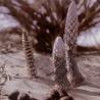 Cistanche deserticola Ma Extract